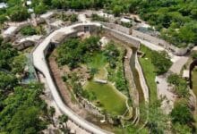 Animaya alcanza la misma afluencia que el Centenario en Mérida